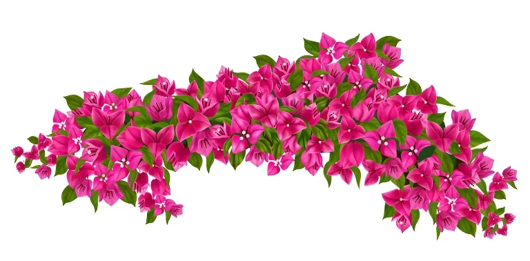 Bright pink bougainvillea Multihued flowering shrubs with green leaves