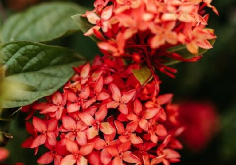 Vibrant ixora multihued flowering shrubs