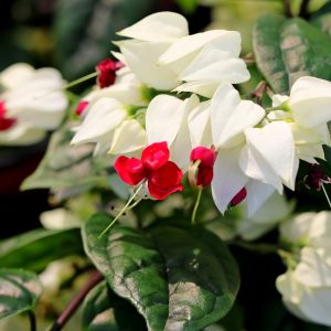 Clerodendrum flower with white petals and red center.