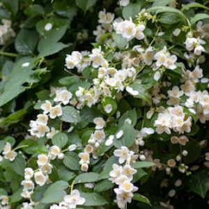 Cape Jasmine flower with creamy white, fragrant petals.