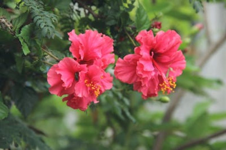 Colorful hibiscus with multihued blooms on lush green shrubs