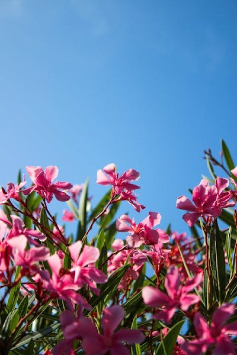 Beautiful pink oleander multihued flowering shrub