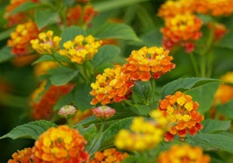 Bright lantana clusters in vivid orange and yellow hues