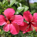 Hibiscus multihued flower with large, vibrant red petals and yellow stamen.