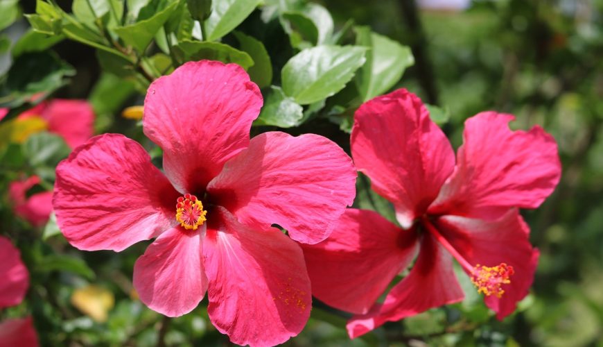 Hibiscus multihued flower with large, vibrant red petals and yellow stamen.