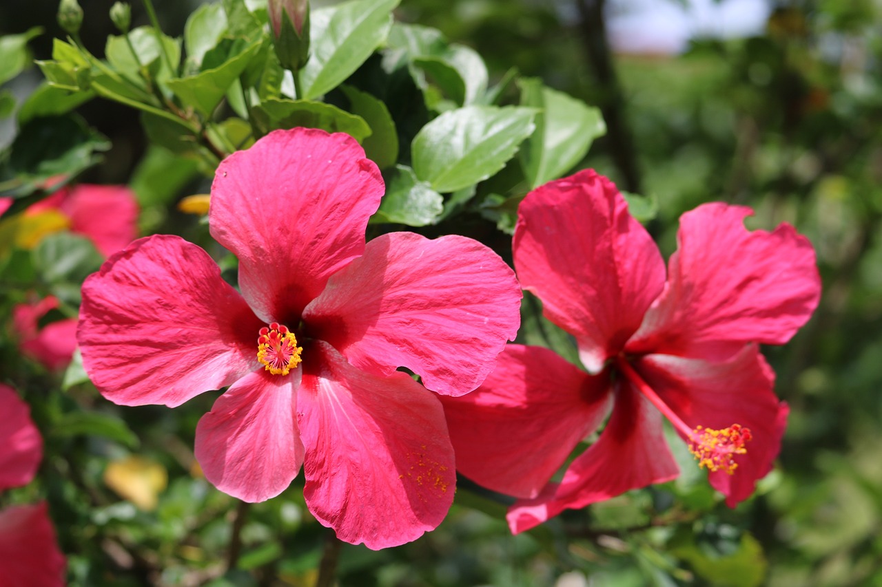 Hibiscus multihued flower with large, vibrant red petals and yellow stamen.