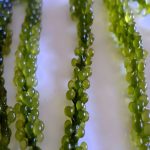 sea grapes