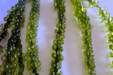 sea grapes