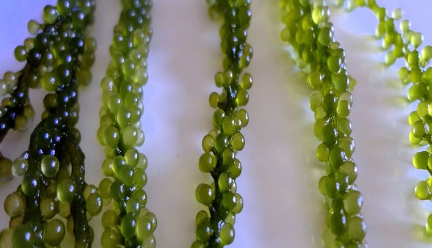 sea grapes