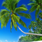 Classic beaches scene featuring a palm tree, white sand, and a tranquil blue ocean