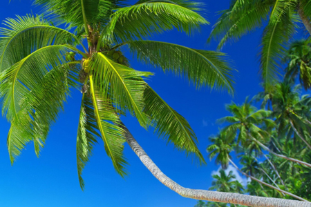 Classic beaches scene featuring a palm tree, white sand, and a tranquil blue ocean