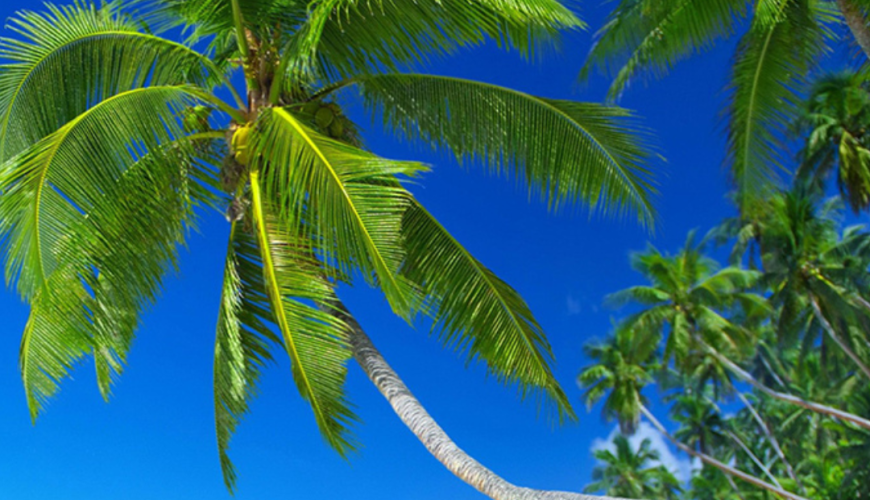 Classic beaches scene featuring a palm tree, white sand, and a tranquil blue ocean