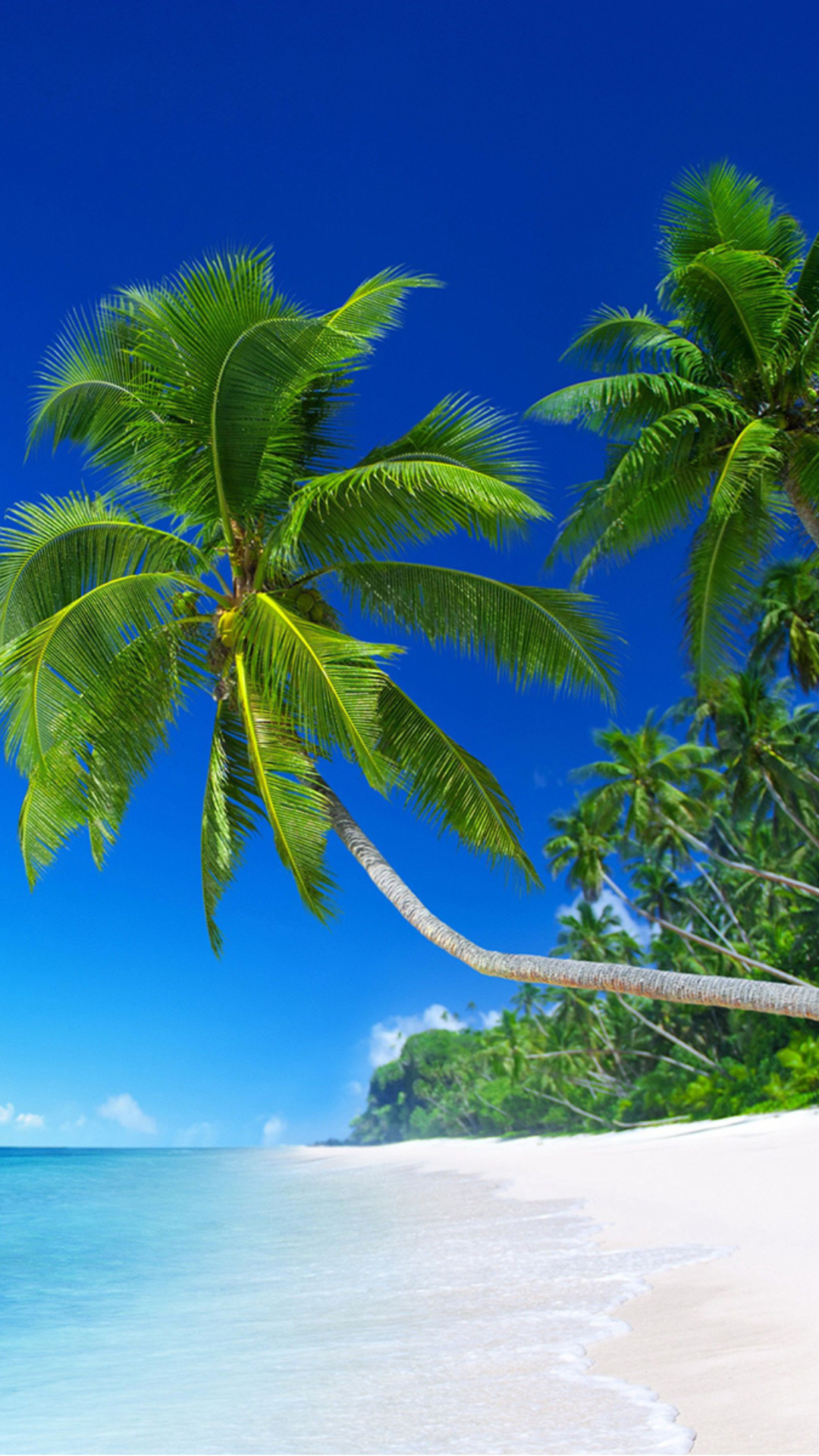 Classic beaches scene featuring a palm tree, white sand, and a tranquil blue ocean